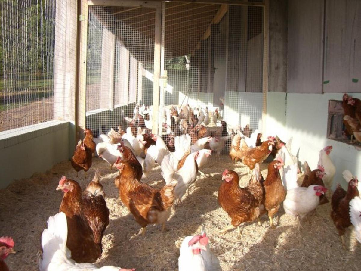 Ferienhof Pfeiffer Buchen  Ngoại thất bức ảnh